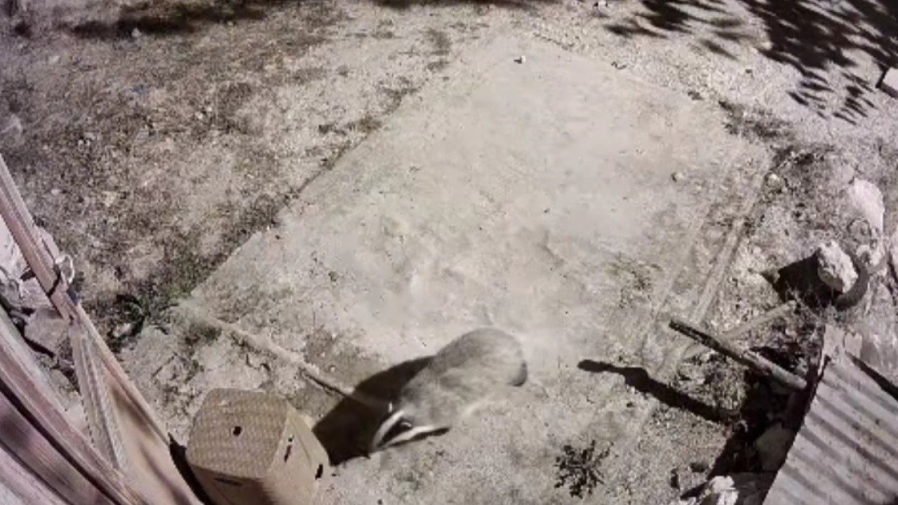 Elazığ’da Nadir Anlar: Bal Porsuğu ve Sansar Güvenlik Kamerasına Yakalandı