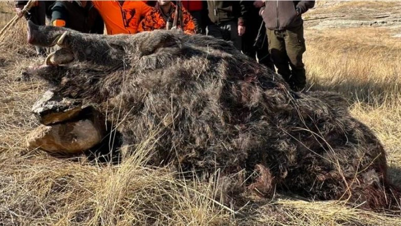 Elazığ’da Yabancı Avcılar 250 Kiloluk Yaban Domuzu Avladı
