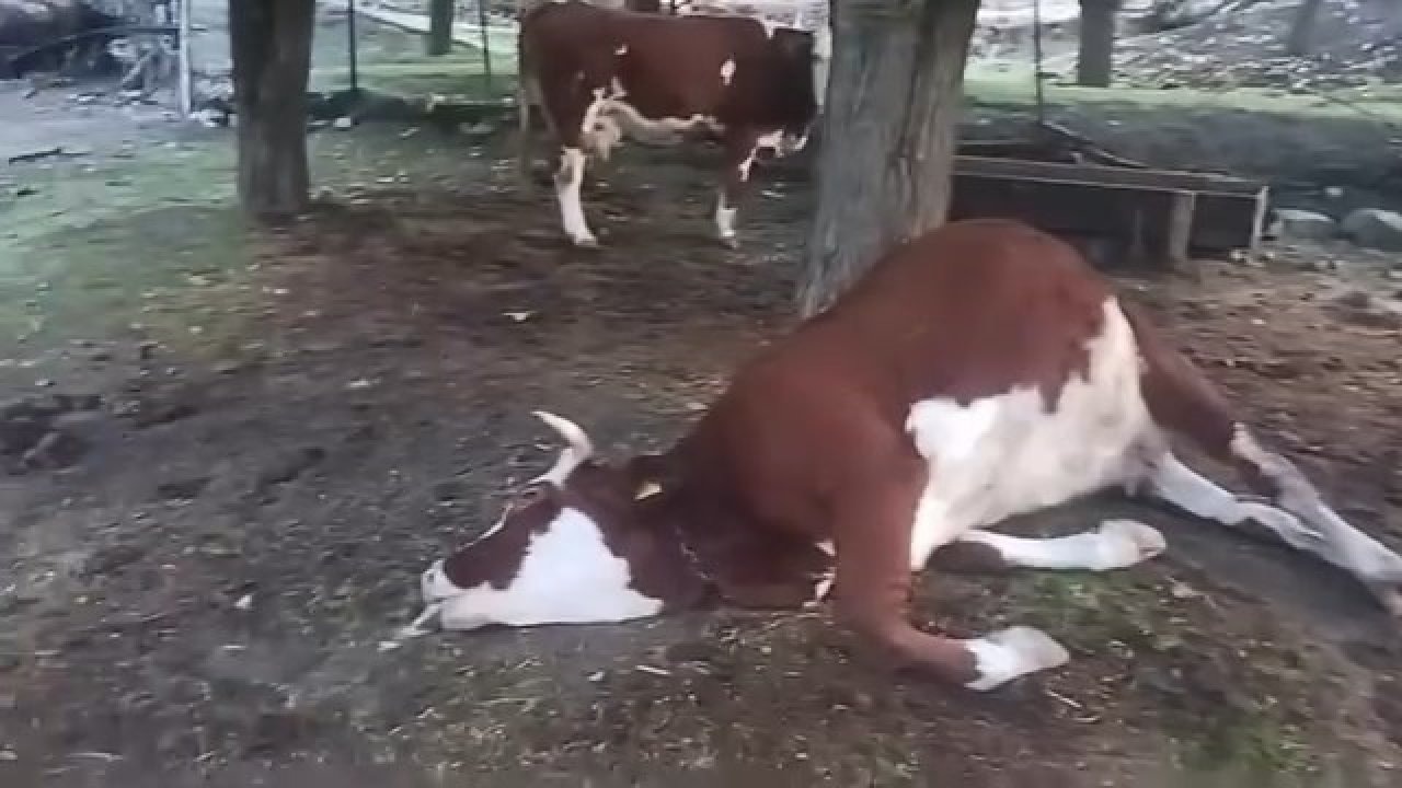 Elazığ’da Yıldırım Felaketi: 2 İnek Telef Oldu, Evdeki Cihazlar Zarar Gördü