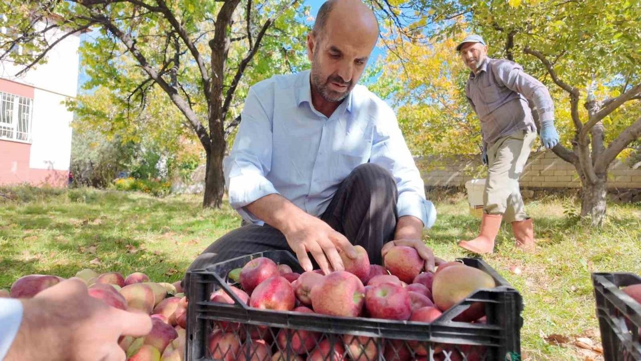 Erciş’te Kışlık Elma Hasadı Başladı: Çiftçiler Kaliteli Elma İçin Yoğun Mesai Harcıyor