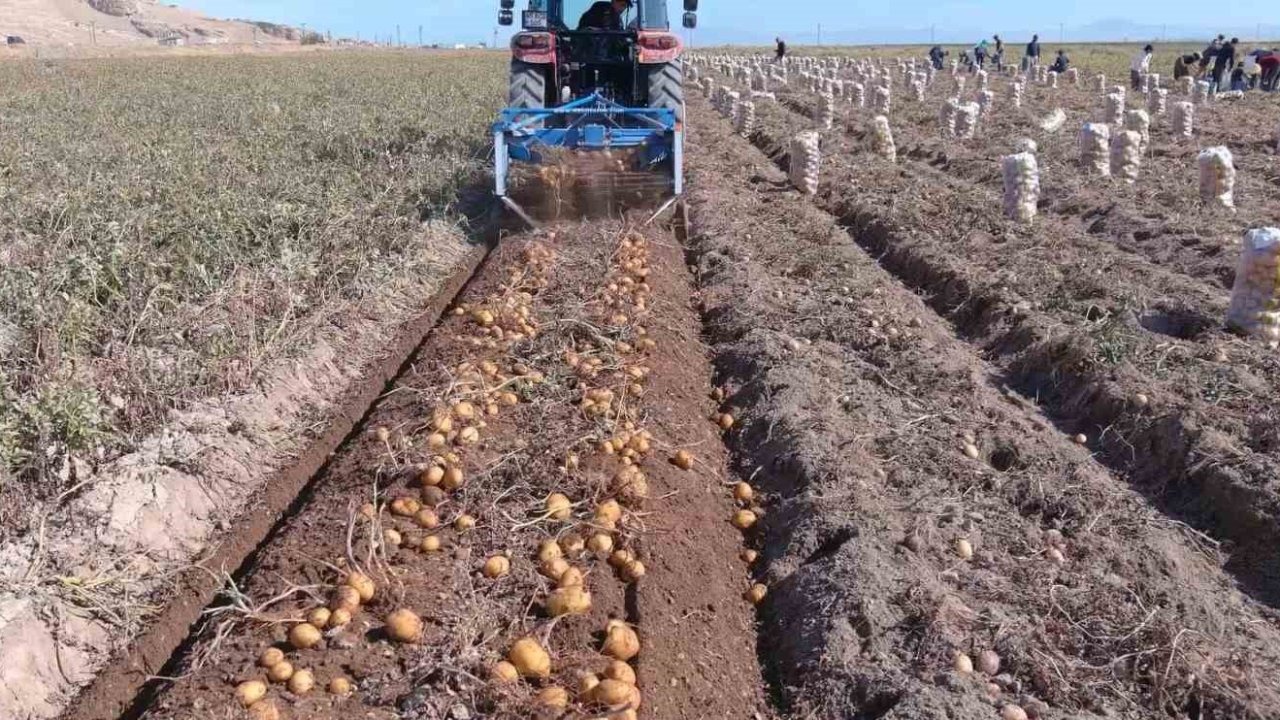 Erciş’te Kışlık Patates Hasadı Başladı