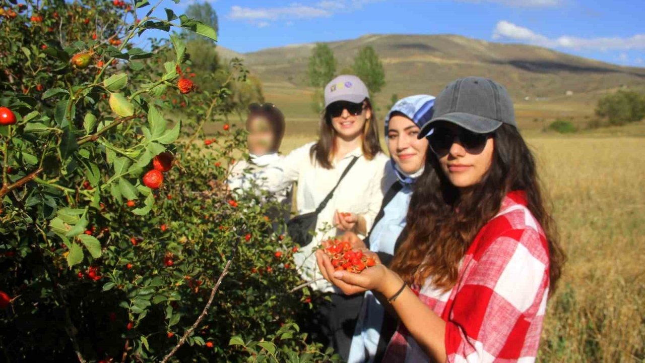 Erzincan Dağlarında C Vitamini Hasadı: Kuşburnu Marmelatı İçin Yorucu Mesai