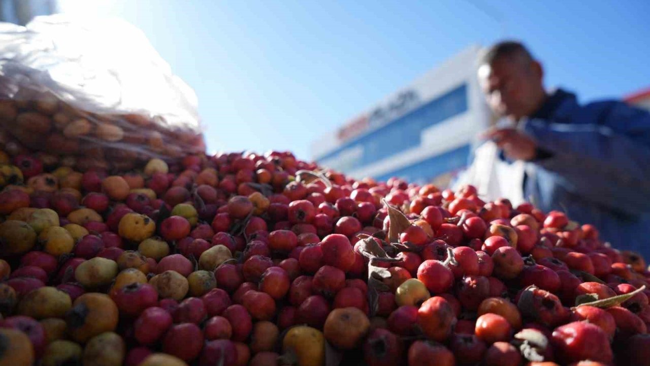 Erzincan Dağlarından Gelen Şifa: Seyyar Satıcı Alıç, Kızılcık ve Gilaburunun Faydalarını Anlatıyor