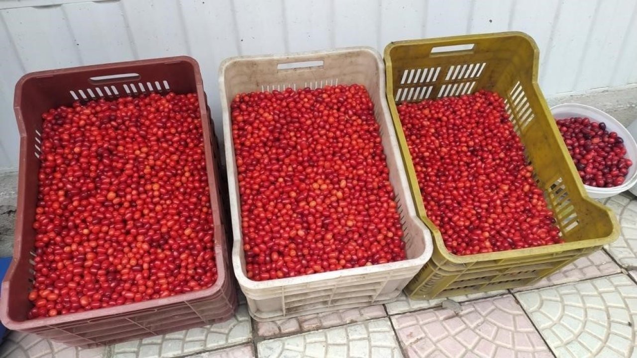 Erzincan’da Kızılcık Tezgahlarda Yerini Aldı: Kilosu 50-80 TL Arasında Satılıyor