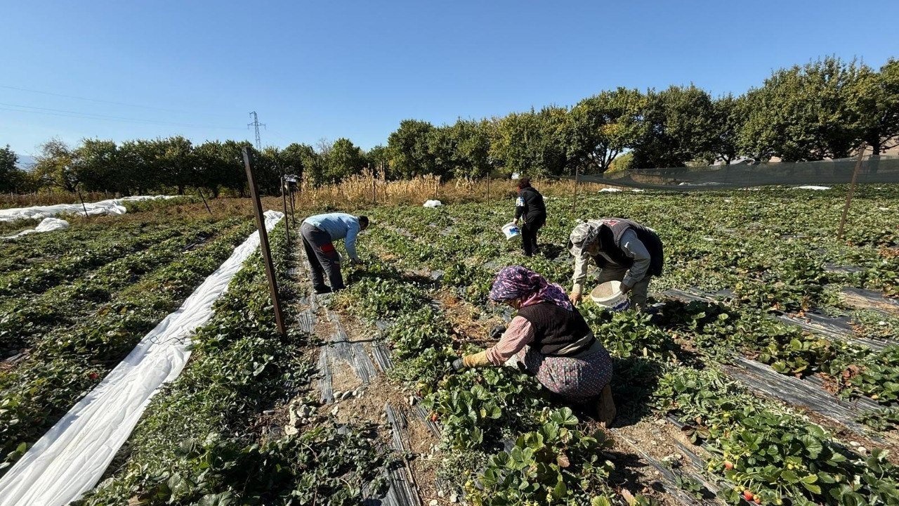 Erzincanlı Biyomühendis Çilek Üretimiyle Örnek Oldu: 2025 Hedefi 15 Ton!