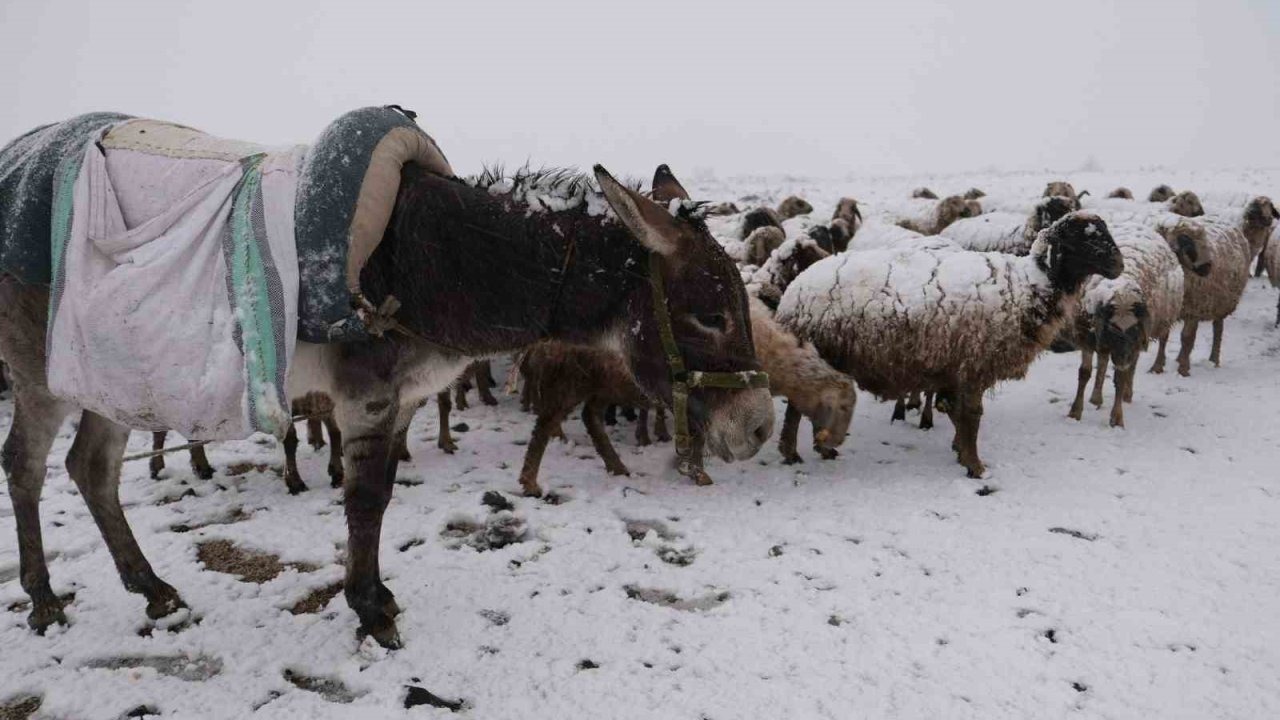 Erzincanlı Hayvan Üreticileri Yaylada Kara Yakalandı: Yüksek Yem Maliyetleri Geri Dönüşü Engelliyor