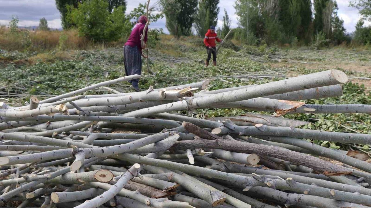 Erzincanlı Vatandaşlar Kışlık Yakacak Hazırlıklarını Sürdürüyor: Odun ve Çalı-Çırpı Topluyorlar