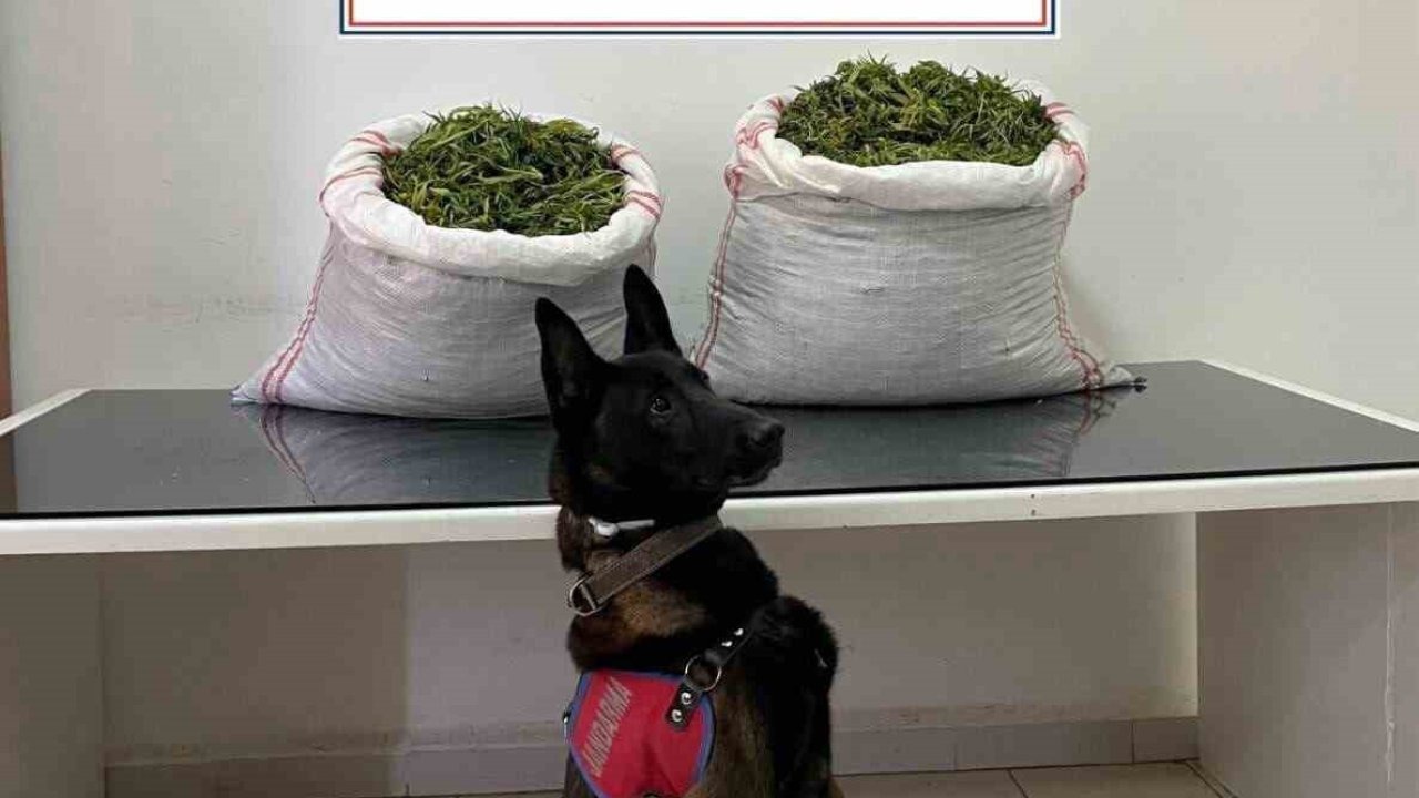 Erzurum Jandarma&#039;dan Narkotik Operasyonu: 32 Kilogram Kubar Esrar Ele Geçirildi