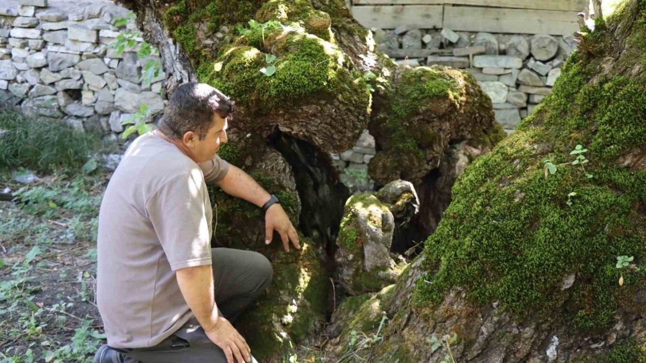 Erzurum Oltu&#039;da 300 Yıllık Dut Ağacındaki &quot;İnsan Silueti&quot; Hayran Bırakıyor!