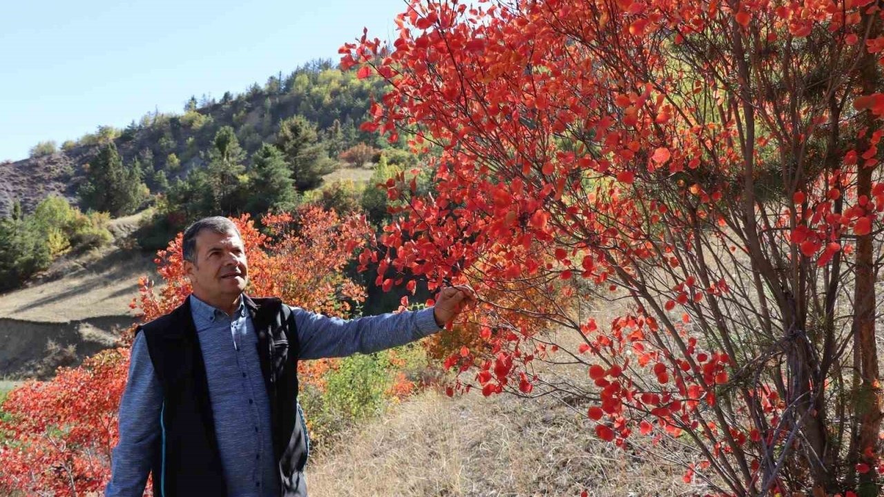 Erzurum Oltu’da Sonbahar Sürprizi: Kaplaç (Yabani Kiraz) Ağaçları Kırmızıya Büründü