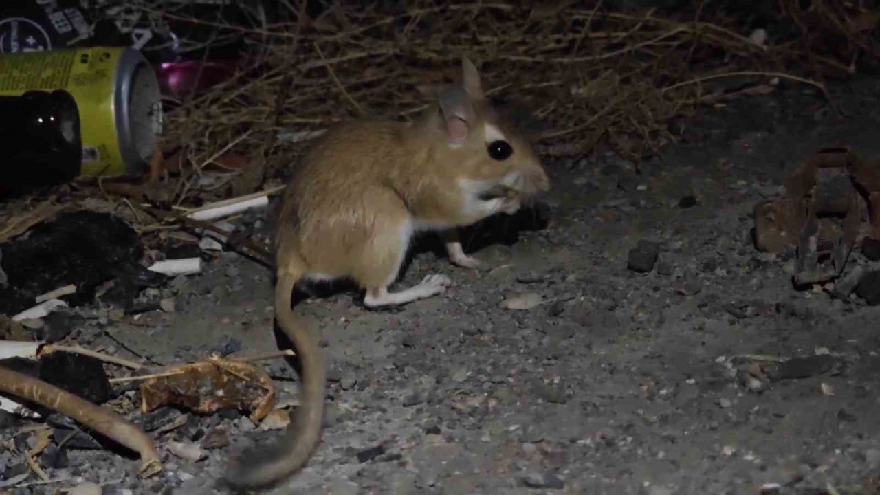 Erzurum Uzundere’de Nesli Tükenme Tehlikesindeki Arap Tavşanı Görüntülendi