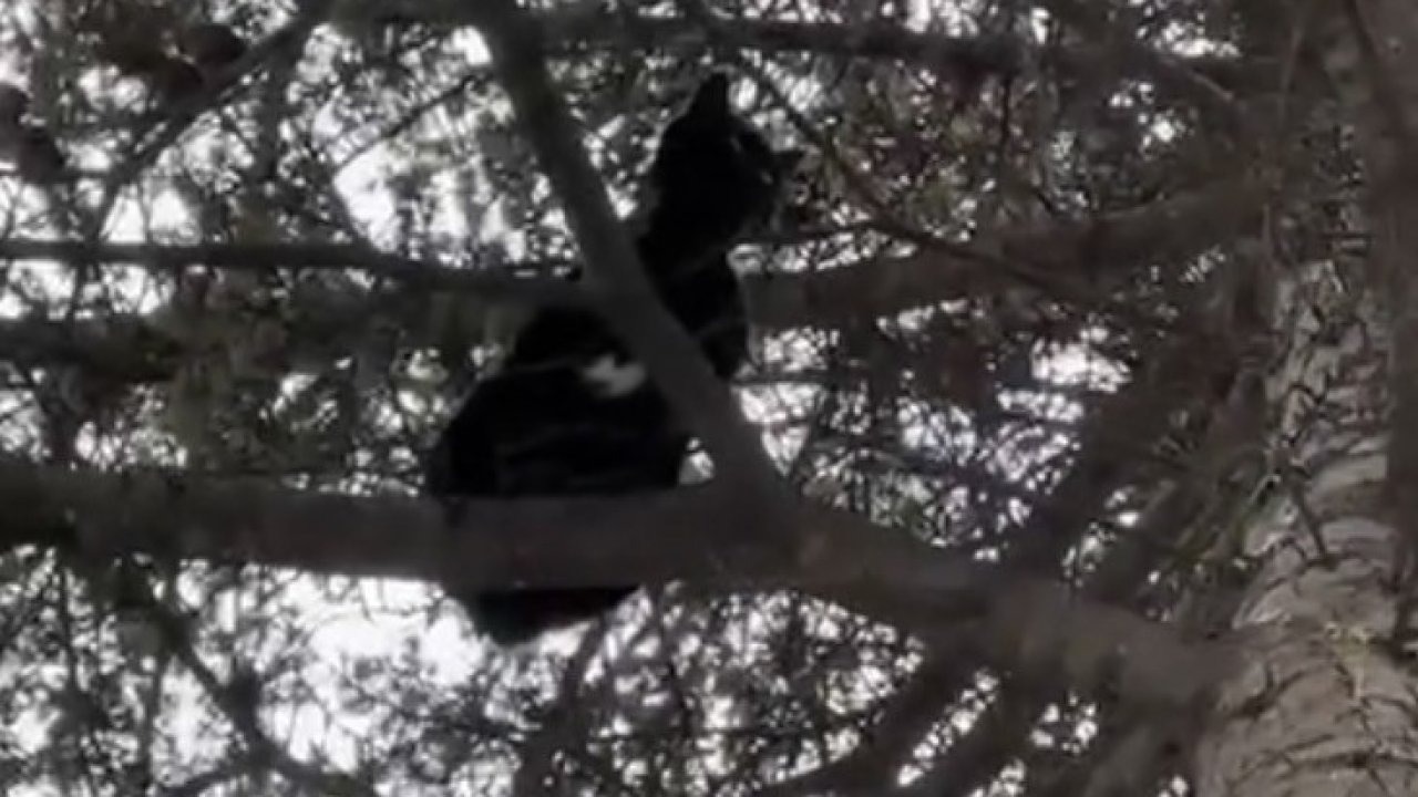 Eskişehir’de Ağaçta Mahsur Kalan Kedi, İtfaiye Ekipleri Tarafından Kurtarıldı