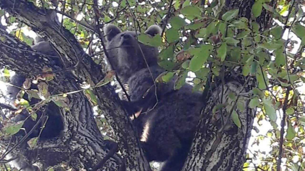 Film Gibi Kurtarma Operasyonu: Köpeklerden Kaçan Yavru Ayı Ağaçtan Atlayıp Dağlara Kaçtı