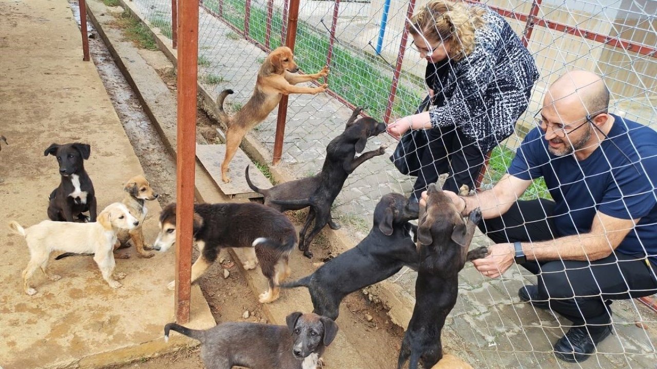 Germencik Sokak Hayvanları Rehabilitasyon Merkezi Açılış İçin Gün Sayıyor: Kaymakam ve Başkan Tesiste İncelemelerde Bulundu