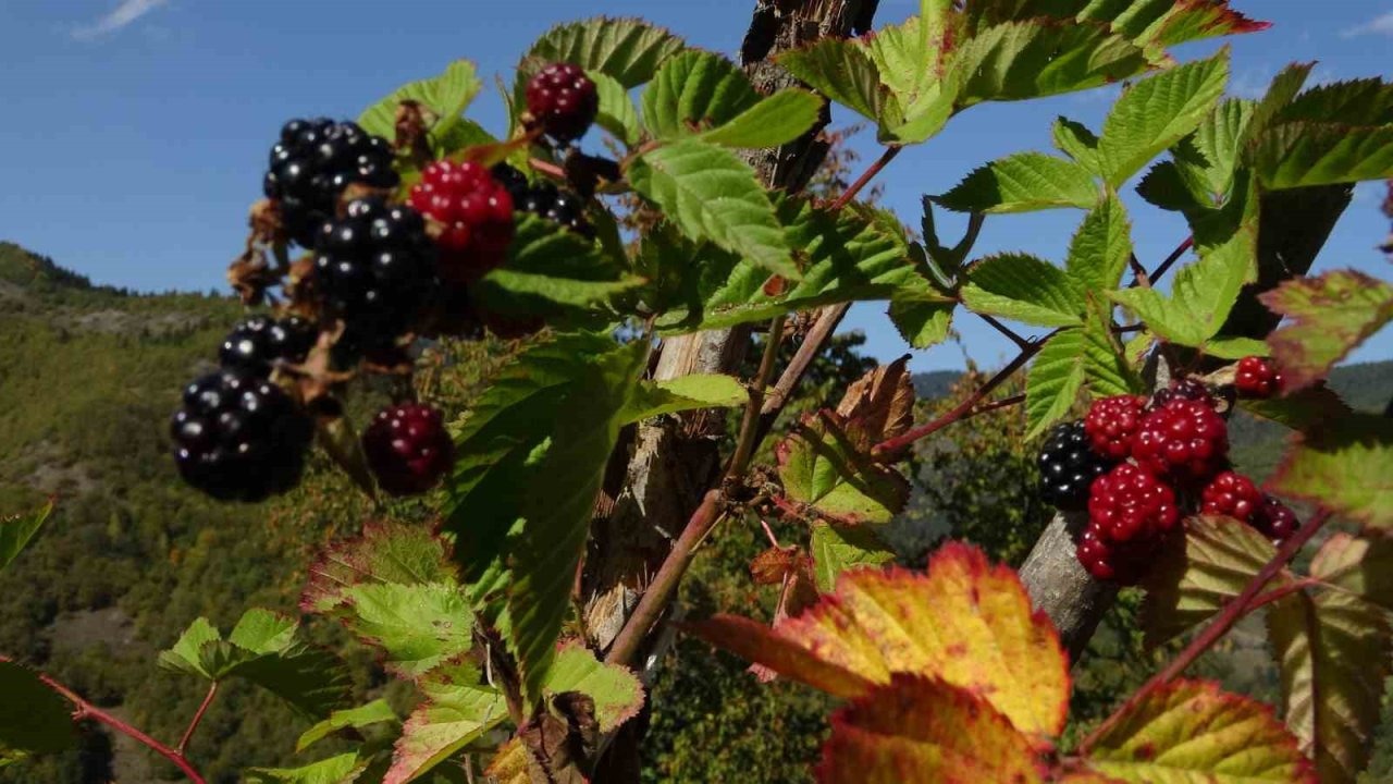 Giresunlu Üretici Erdoğan Sarı, Organik Böğürtlenle Hem Şifa Dağıtıyor Hem Köy Ekonomisine Katkı Sağlıyor