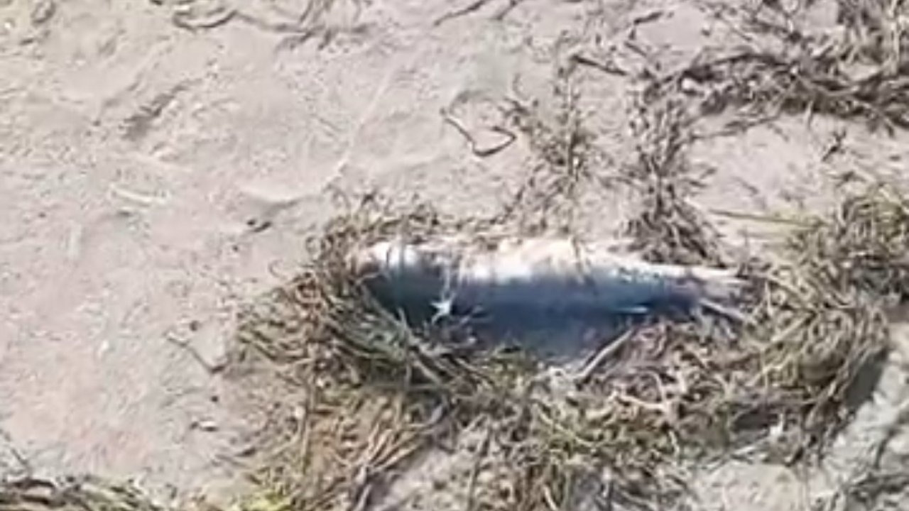 Gönen Sahili&#039;nde Endişe Verici Görüntü: Kıyıya Vuran Çok Sayıda Ölü Balık Tespit Edildi