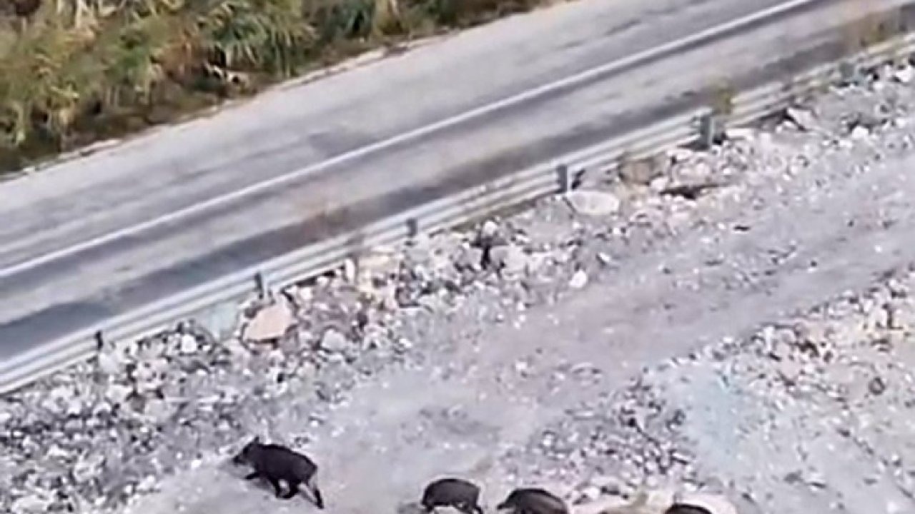 Hakkari Yüksekova’da Yerleşim Yerine Yakın Domuz Sürüsü Görüntülendi