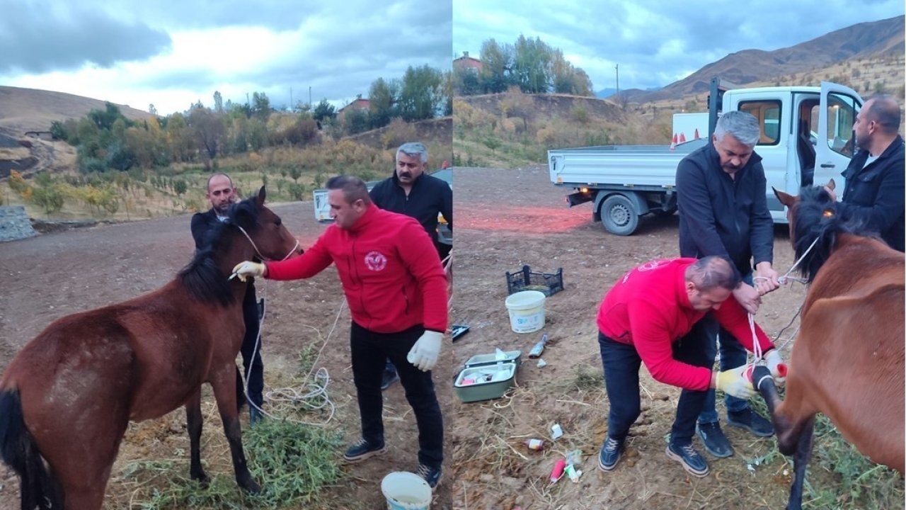 Hakkari’de Sol Ayağı Kırık At Kurtarıldı