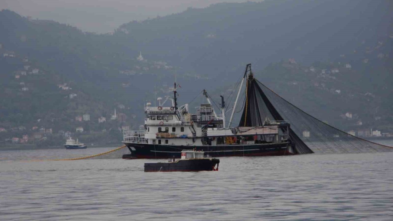 Hamsi Stoklarında Büyük Tehlike! Av Miktarı Yarı Yarıya Düştü