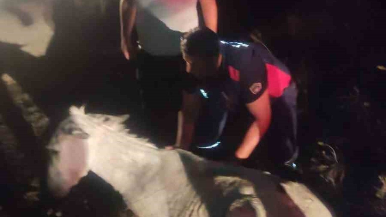 Hatay&#039;da Dere Yatağında Balçığa Saplanan Eşek, Vinçle Kurtarıldı
