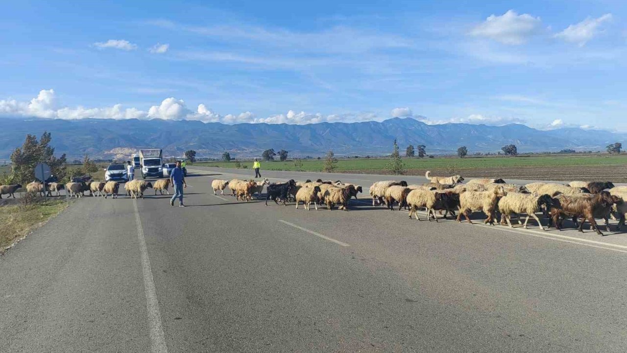 Hatay'da Polis Refakatinde Yayla Dönüşü: Koyun Sürüsü Karayolunu Çan Sesleri Eşliğinde Geçti