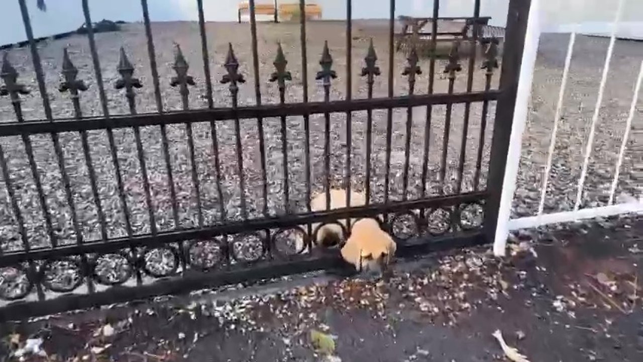 Hatay’da Sağlık Ocağı Kapısına Sıkışan Yavru Köpeği İtfaiye Kurtardı