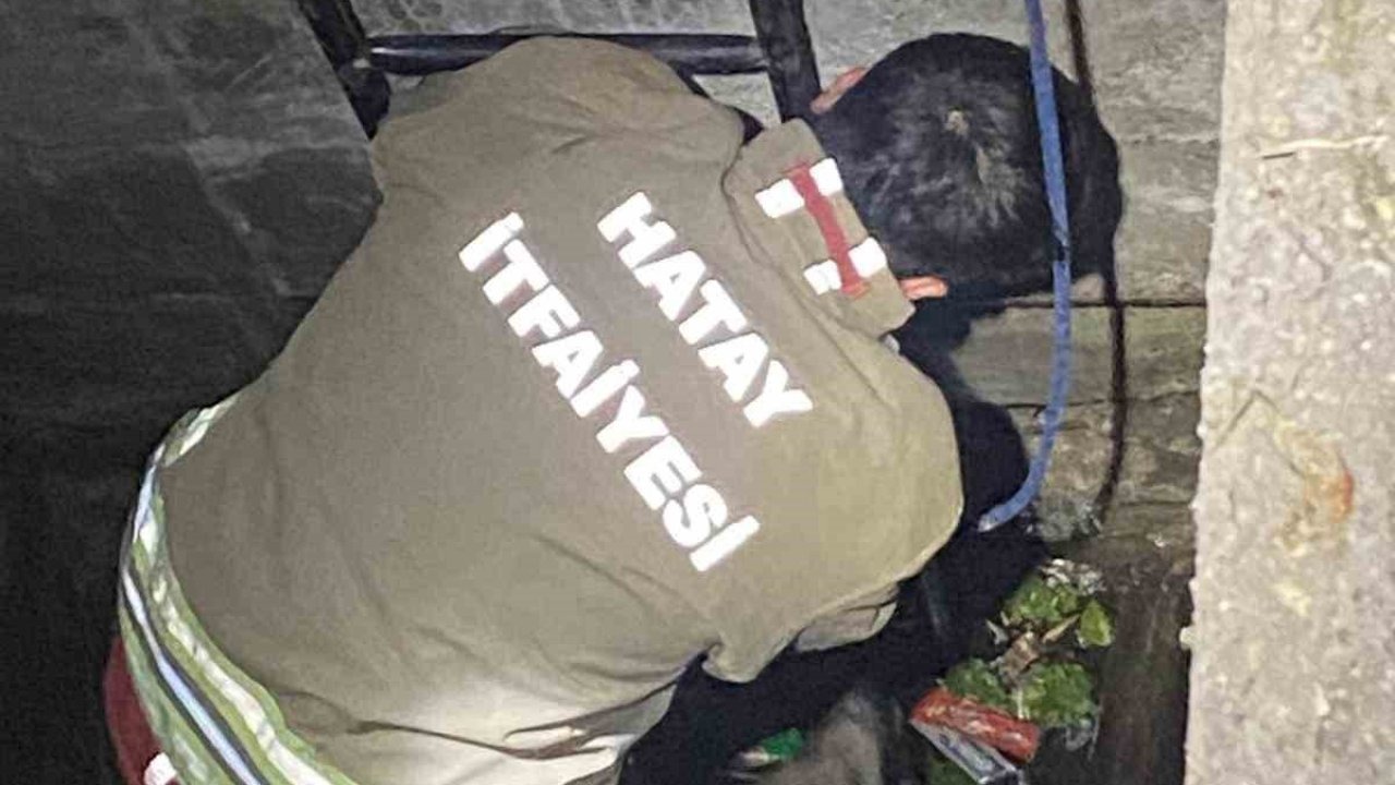 Hatay&#039;da Su Dolu Kuyuya Düşen 2 Köpeği İtfaiye Kurtardı