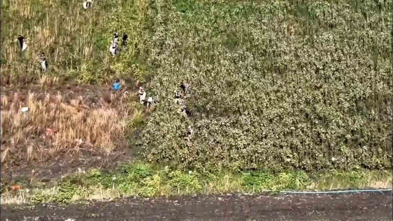 Hatay&#039;da Tarlaya Ekili Bin 876 Kök Kenevir Ele Geçirildi: 3 Kişi Tutuklandı