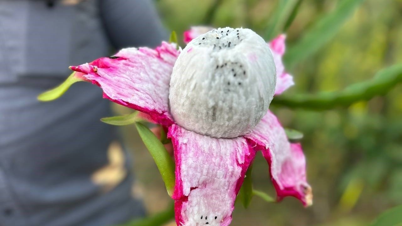 Hataylı Çiftçi Ejder Meyvesi Üretimini İkiye Katladı: Kilogramı Tarladan 180 TL