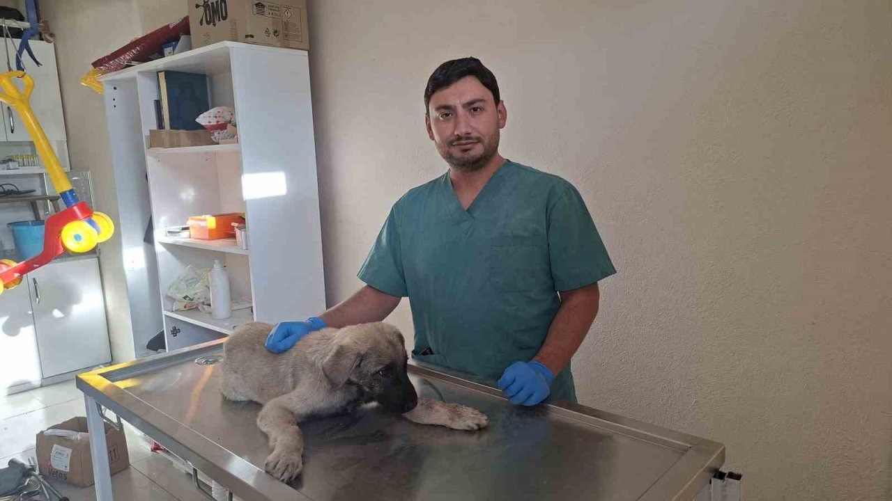 Hisarcık Belediyesi, Aracın Çarptığı Sokak Köpeğine Sahip Çıktı