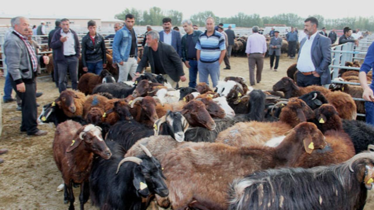 Iğdır Canlı Hayvan Pazarı Yeniden Açıldı