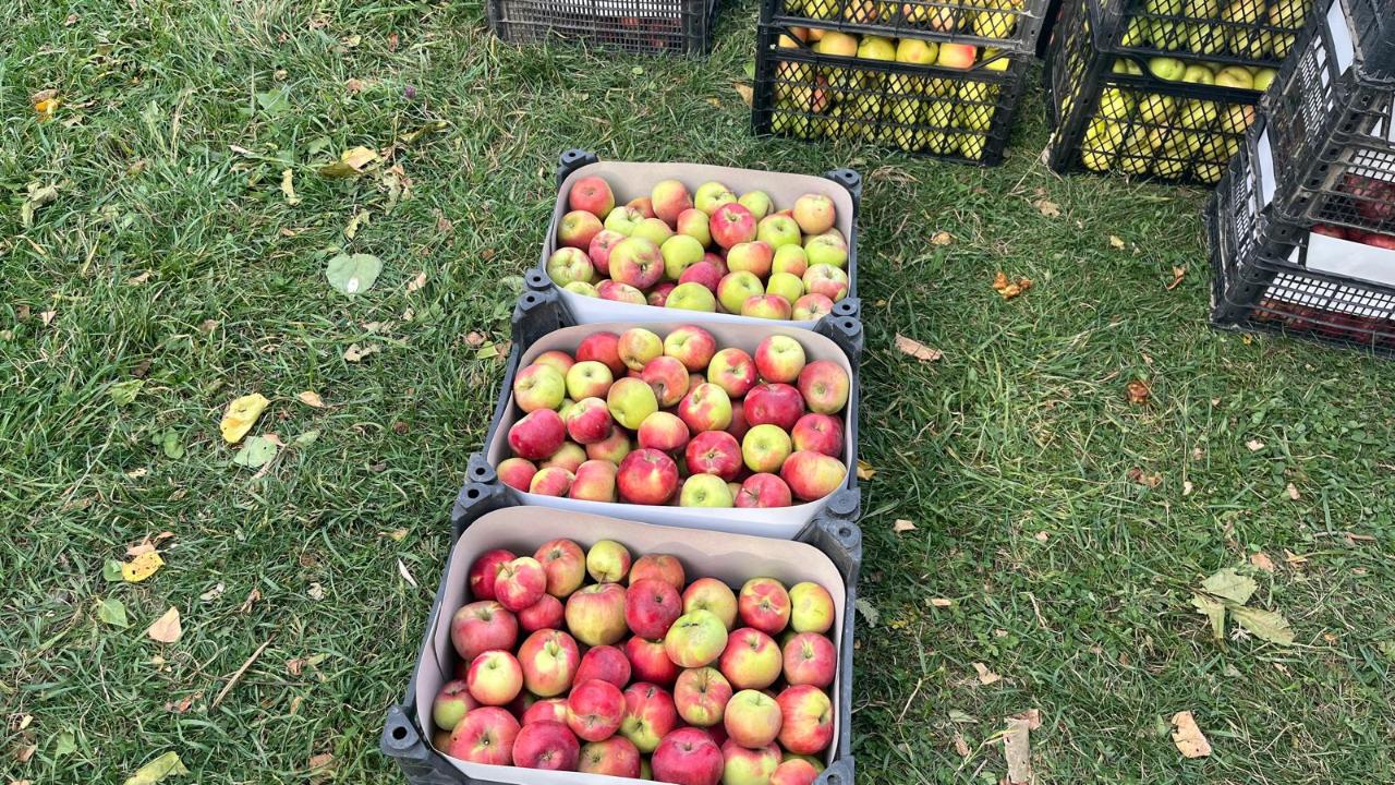 Iğdır’da “Al Elma” Hasadı Başladı