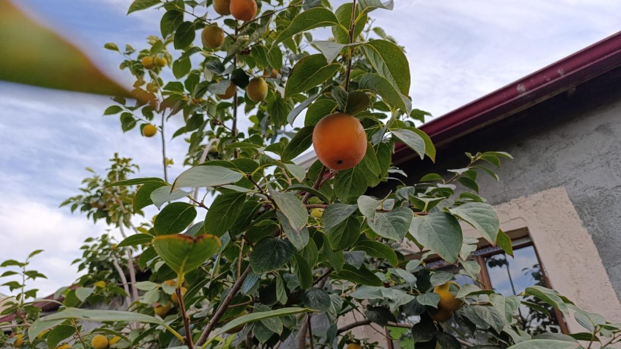 Iğdır’da Ekilen Cennet Hurması Meyve Vermeye Başladı