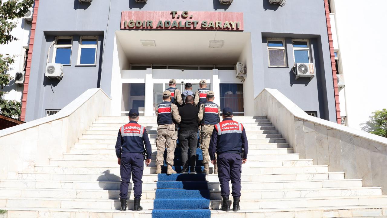 Iğdır’da Köpek Dövüşüne Jandarma Baskını: 14 Gözaltı