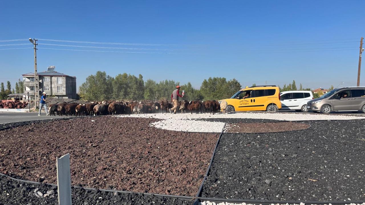 Iğdır’da Koyun Sürüsü Trafiği Kilitledi