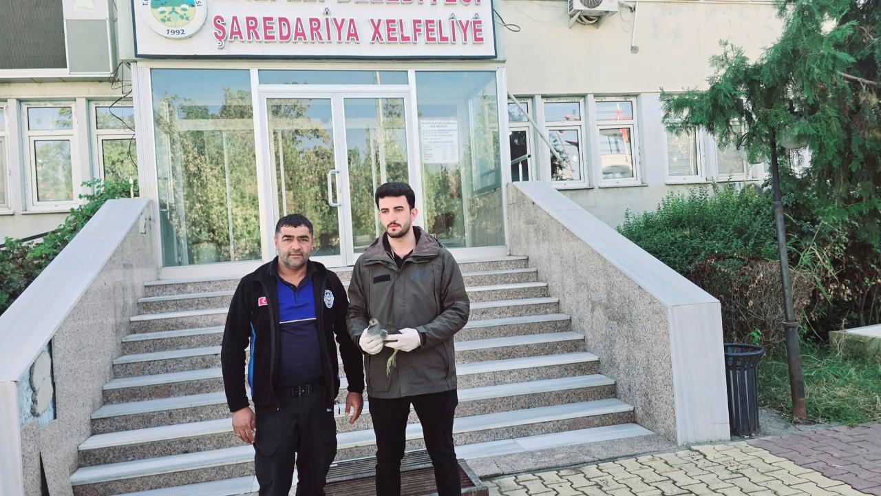 Iğdır’da Yaralı Halde Bulunan Saz Tavuğu Yetkililere Teslim Edildi