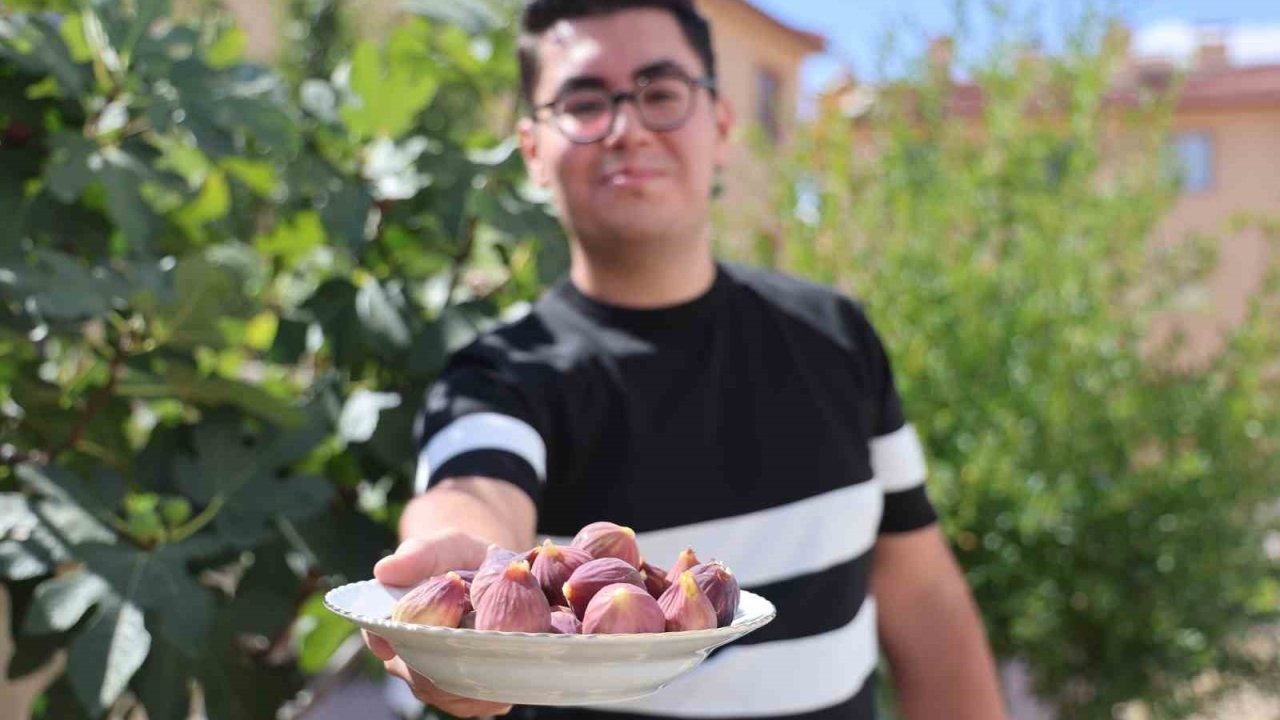 İncir Yetiştiren Üniversite Öğrencisi Şaşırttı: “Ekme Boşuna Dediler, Ama Oluyor”