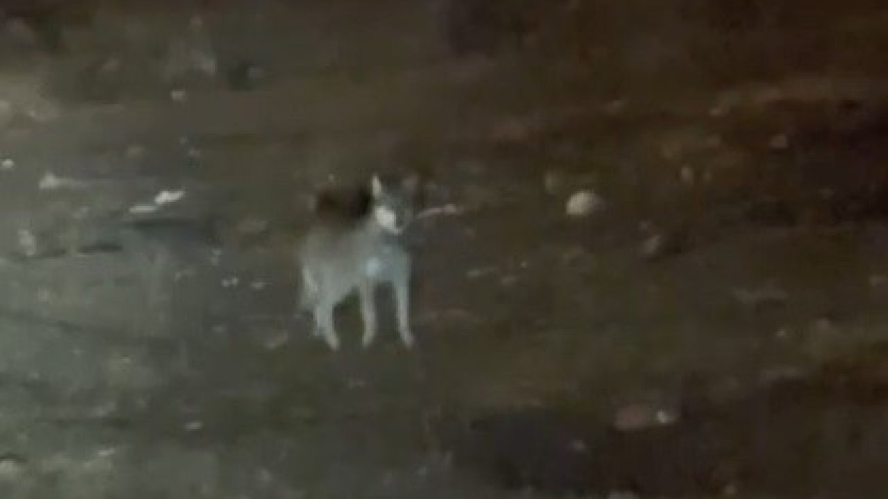 Kars Şehir Merkezinde Kurt Şaşkınlığı: Gece Sokaklarda Görüntülendi