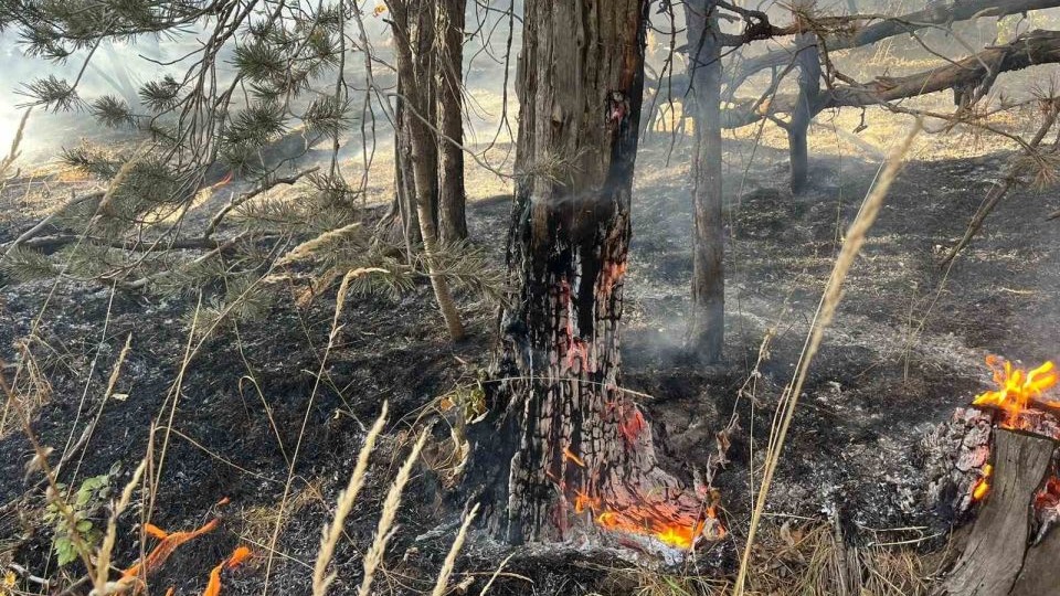Kars'ın Sarıkamış İlçesinde Ormanlık Alanda Anız Yangını: 2 Hektarlık Alan Kül Oldu