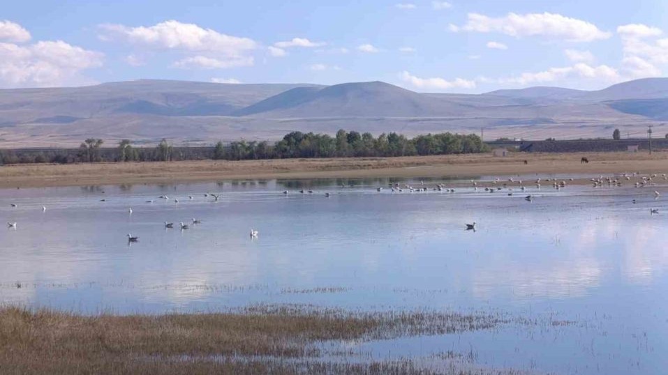 Kars&#039;ın Sulak Alanları Göçmen Kuşların Durak Noktası Oldu