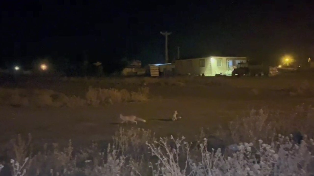 Kars'ta Soğuklar Başladı: Aç Kalan Tilkiler Köyün Müdavimi Oldu