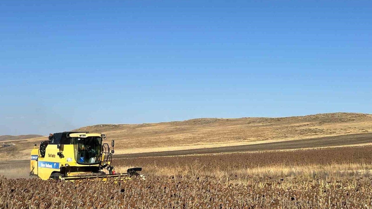 Kars'ta Yağlık Ayçiçeği Hasadı Başladı: Çiftçinin Yüzü Güldü