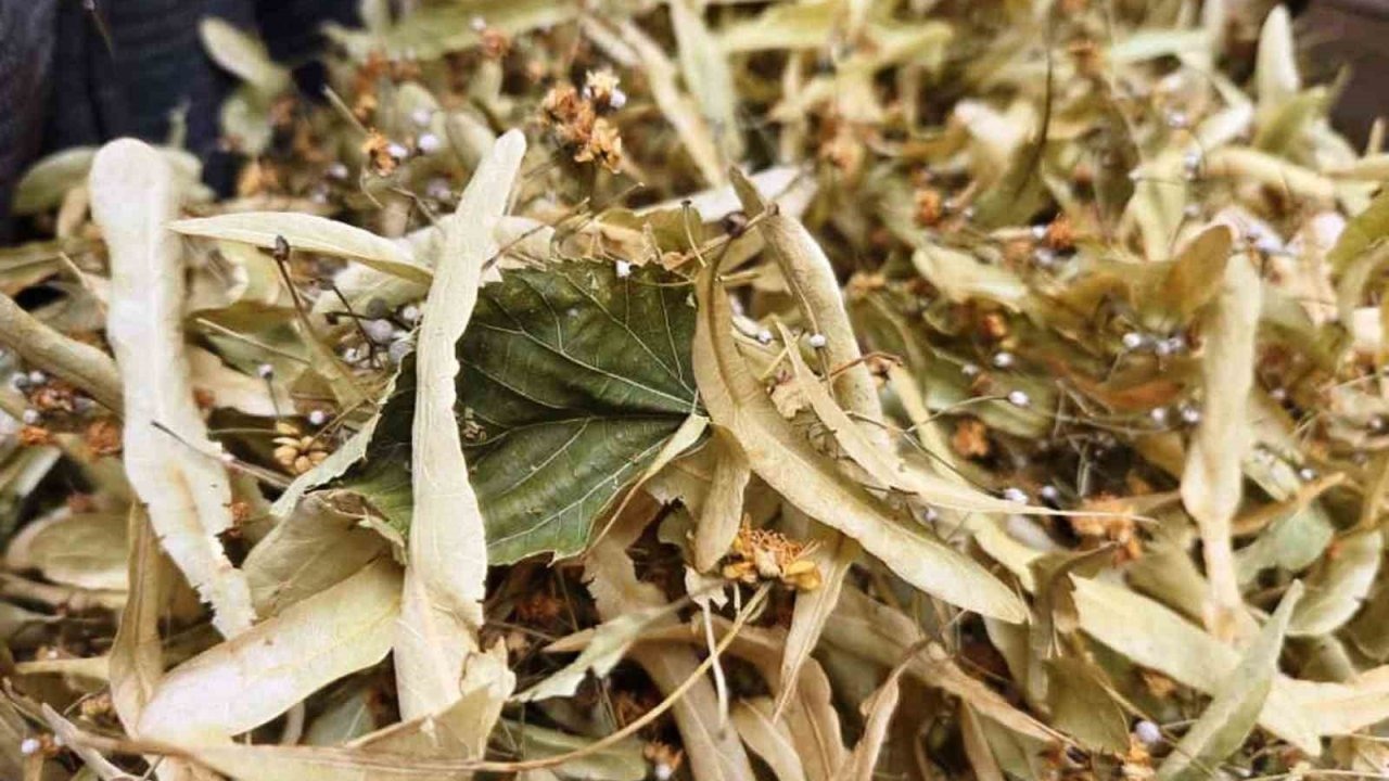 Kışın Gözdesi Şifa Deposu Ihlamurun Kilosu 1.500 TL&#039;ye Fırladı!