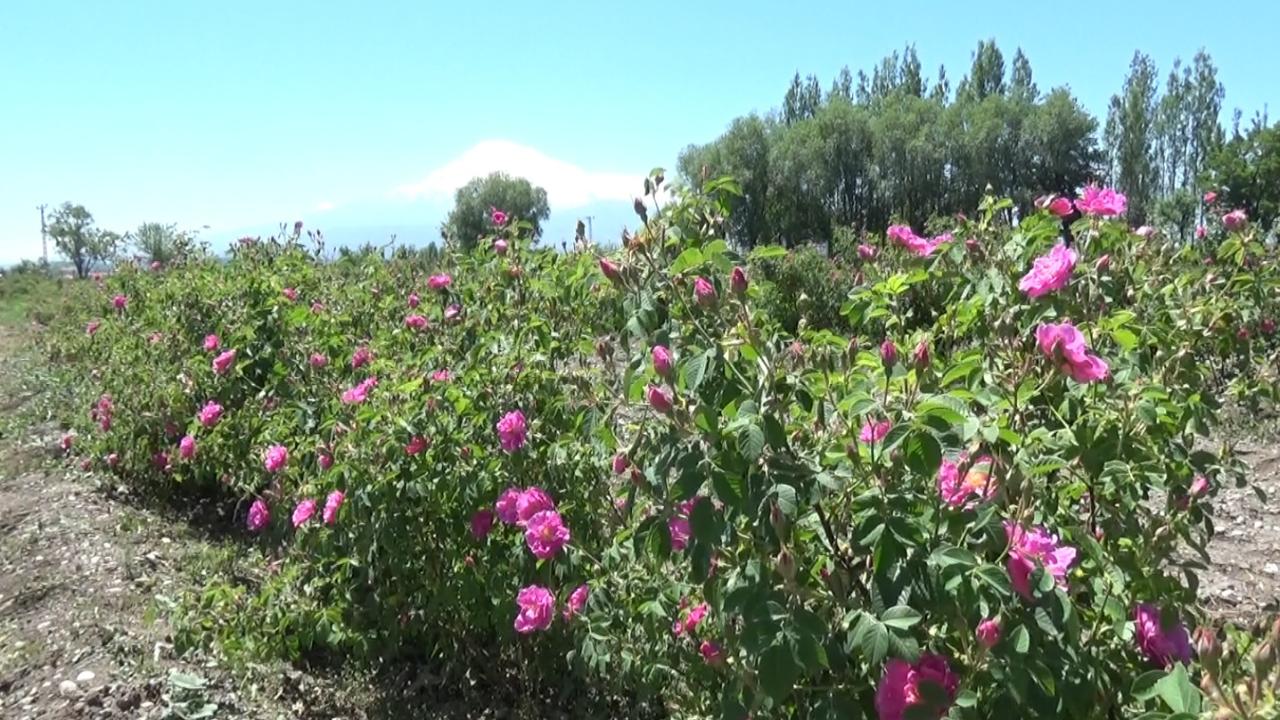 KIZIL GÜL DİYARI: ZÜLFİKAR KÖYÜ