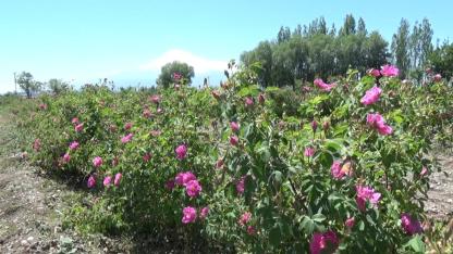 KIZIL GÜL DİYARI: ZÜLFİKAR KÖYÜ