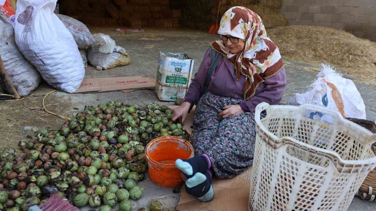 Köşk’te Ceviz Hasadında Sona Yaklaşıldı: Rekolte Düşük, Kalite Yüksek