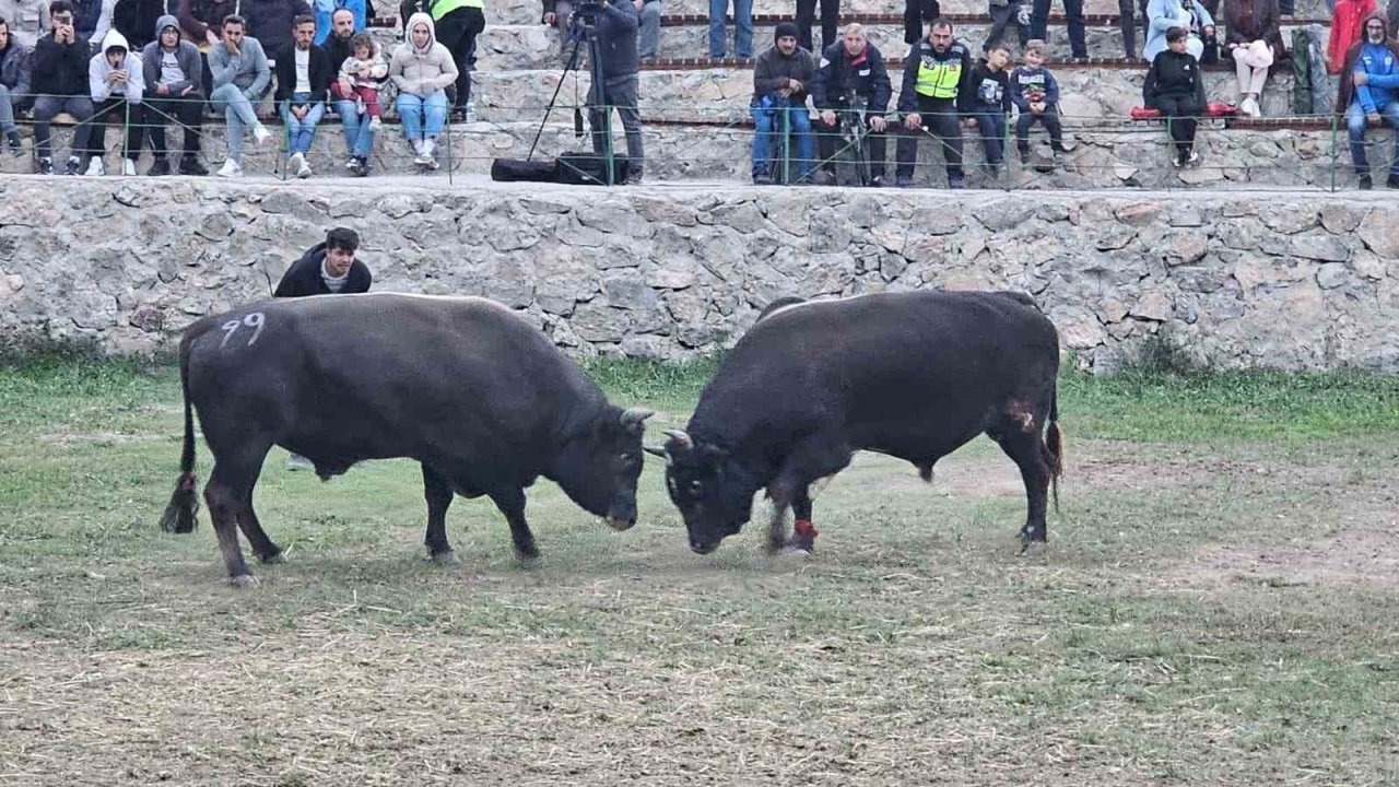 Kültür ve Sanat Festivali, Nefes Kesen Boğa Güreşleriyle Sona Erdi