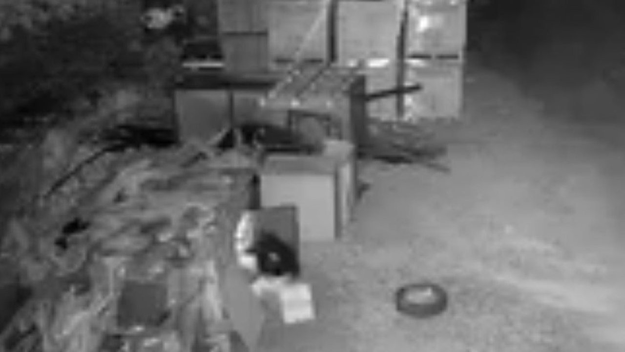 Kümes Hırsızlığı Kamerada: Bir Kişi İş Yerinin Bahçesinden Güvercinleri Çaldı