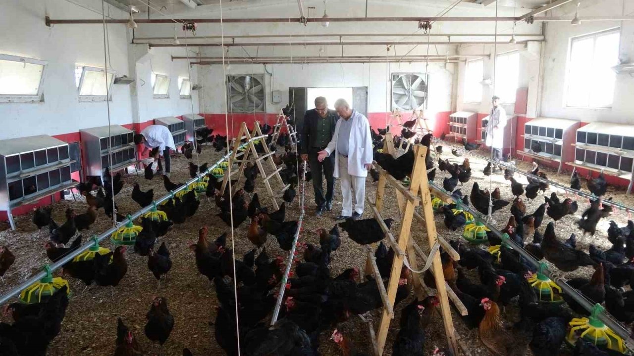 Malatya Tarım Lisesi Öğrencileri Hem Üretiyor Hem Kazanıyor: Yumurtacı Tavuk Tesisi Gelir Kaynağı Oldu
