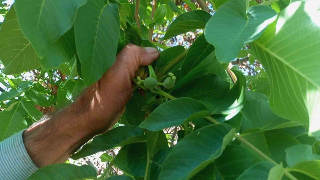 Malatya&#039;da Şaşırtan Görüntü: Ceviz Ağaçları Sonbaharda Yeniden Meyve Verdi